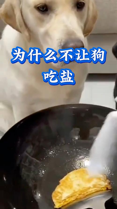 自制狗粮对狗狗的影响,狗狗可以吃酱油吗