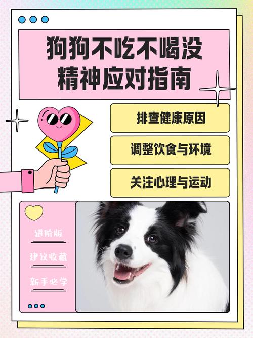 狗狗没精神不吃东西不喝水怎么办