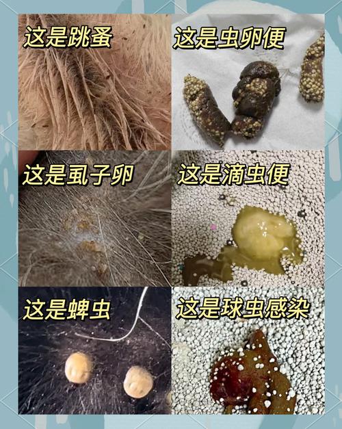 猫咪体内外都有哪些寄生虫?