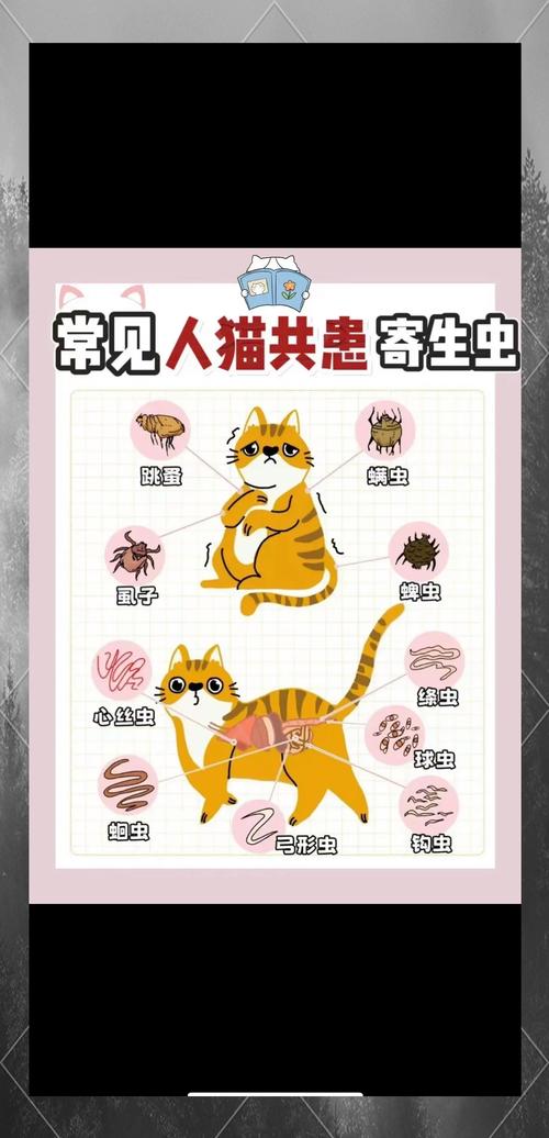 猫咪身上是什么寄生虫
