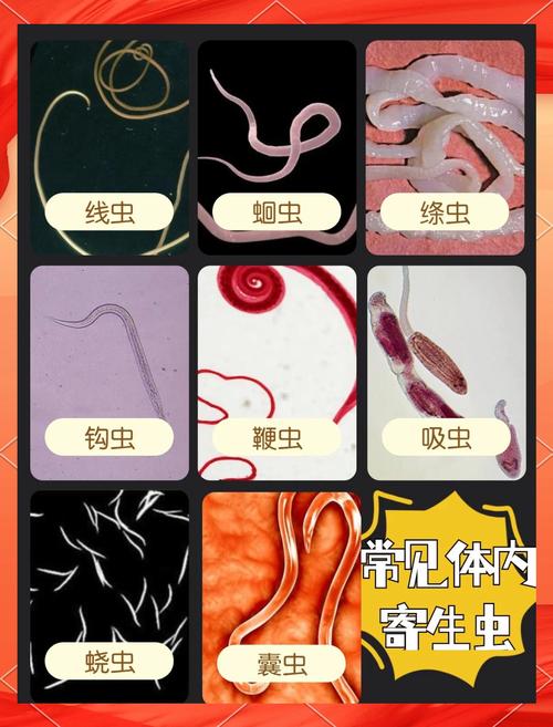猫咪常见的寄生虫有哪些