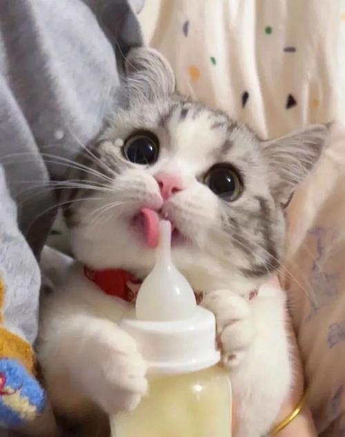 小奶猫能喝牛奶吗