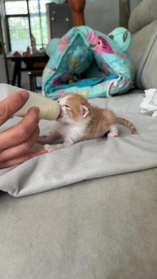 小猫咪可以喝纯牛奶吗?喝牛奶会怎么样?