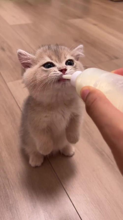 猫咪喝点纯牛奶没事吧怎么回事