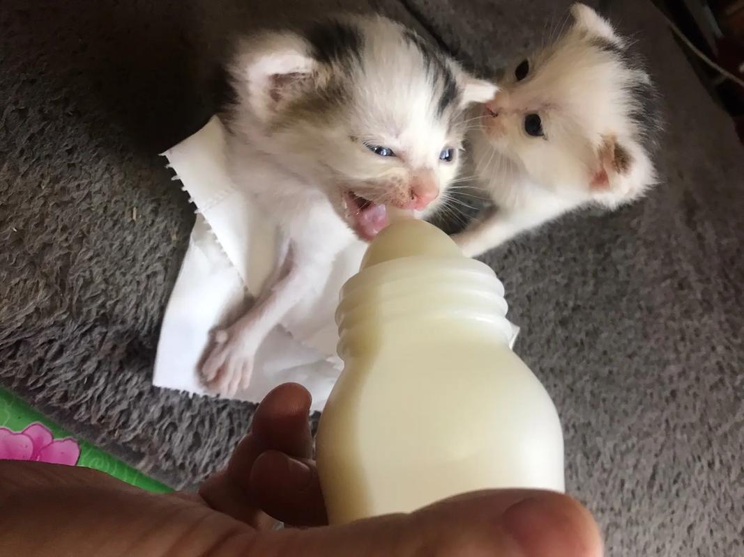 小猫咪可以喝人喝的那种纯奶吗?比如蒙牛伊利那些纯奶