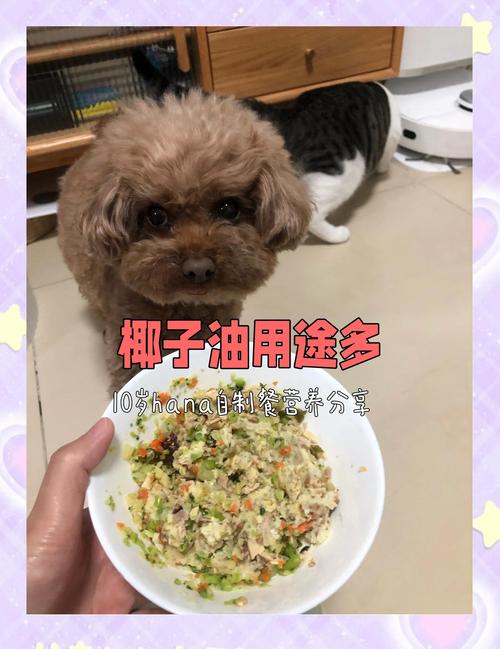 狗狗可以吃什么油