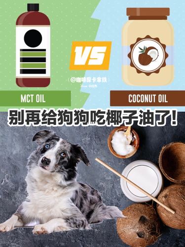 对狗狗心脏好应该吃什么