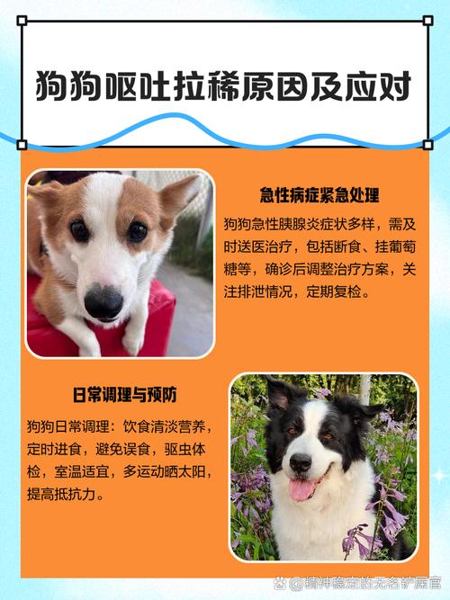 狗狗吃骨头后呕吐拉稀呕吐是怎么回事