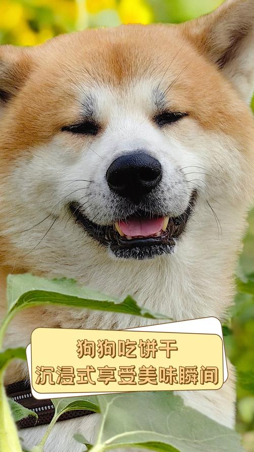 狗狗能吃饼干吗?饼干吃多了对它有害吗?