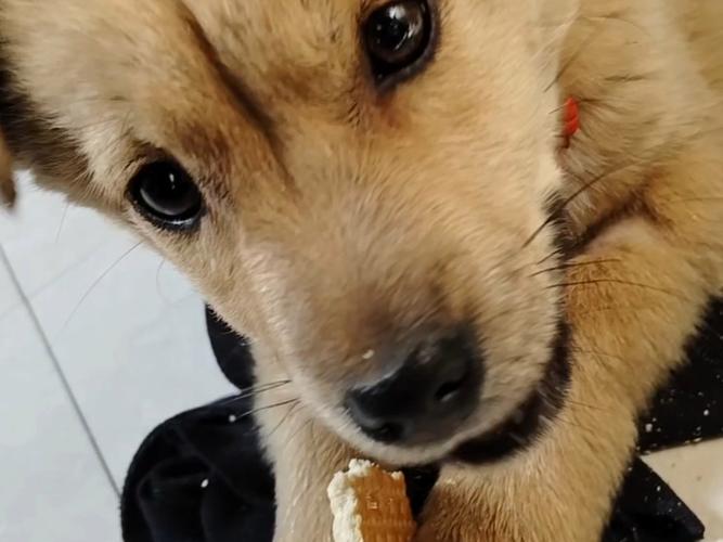 狗狗吃饼干好吗