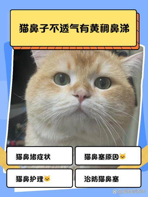 ...猫咪最近这几天呼吸好像不太好,蓝猫好像鼻子不通,蓝猫鼻子呼呼次次的...