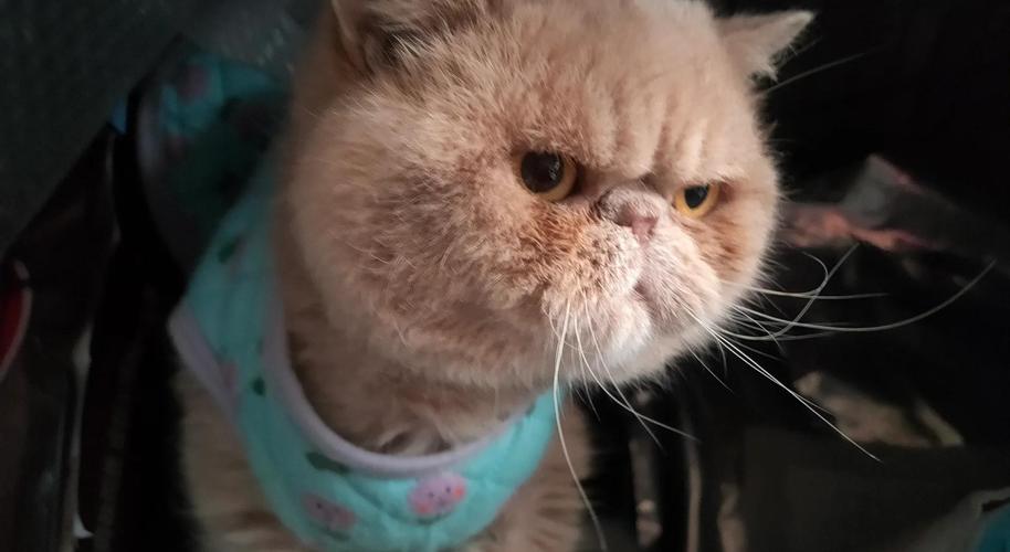 猫咪鼻子不透气