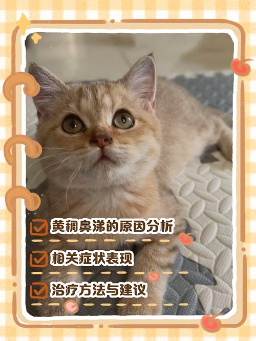猫鼻子不透气有黄稠鼻涕怎么办?