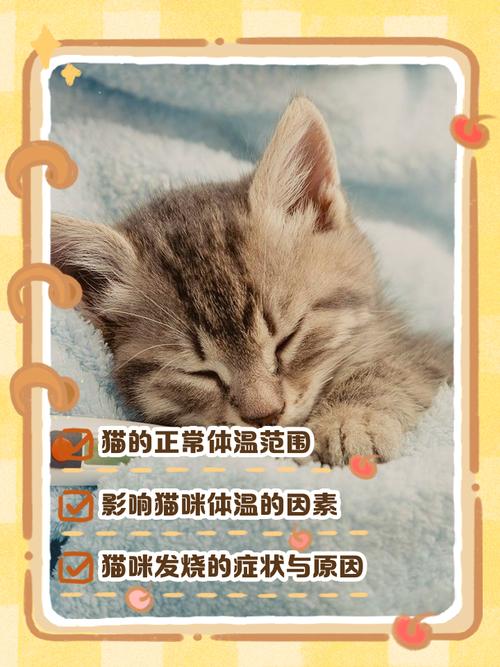 猫咪肛温多少正常