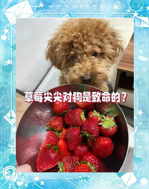 狗狗可以吃草莓吗千万别这样给狗狗吃草莓