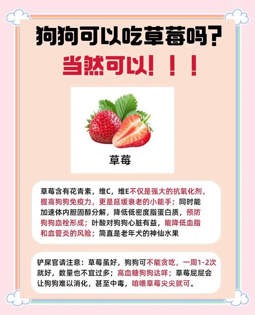 狗狗能吃草莓吗?狗吃草莓有什么危害