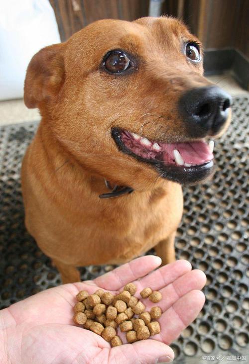 狗可以吃玉米吗煮熟的