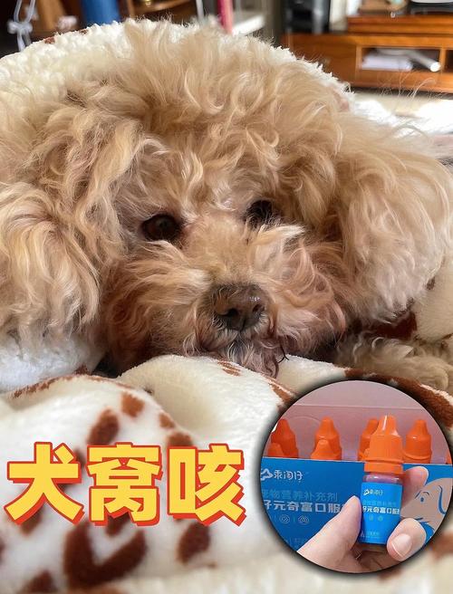 狗狗喝水后总是咔咔咳嗽