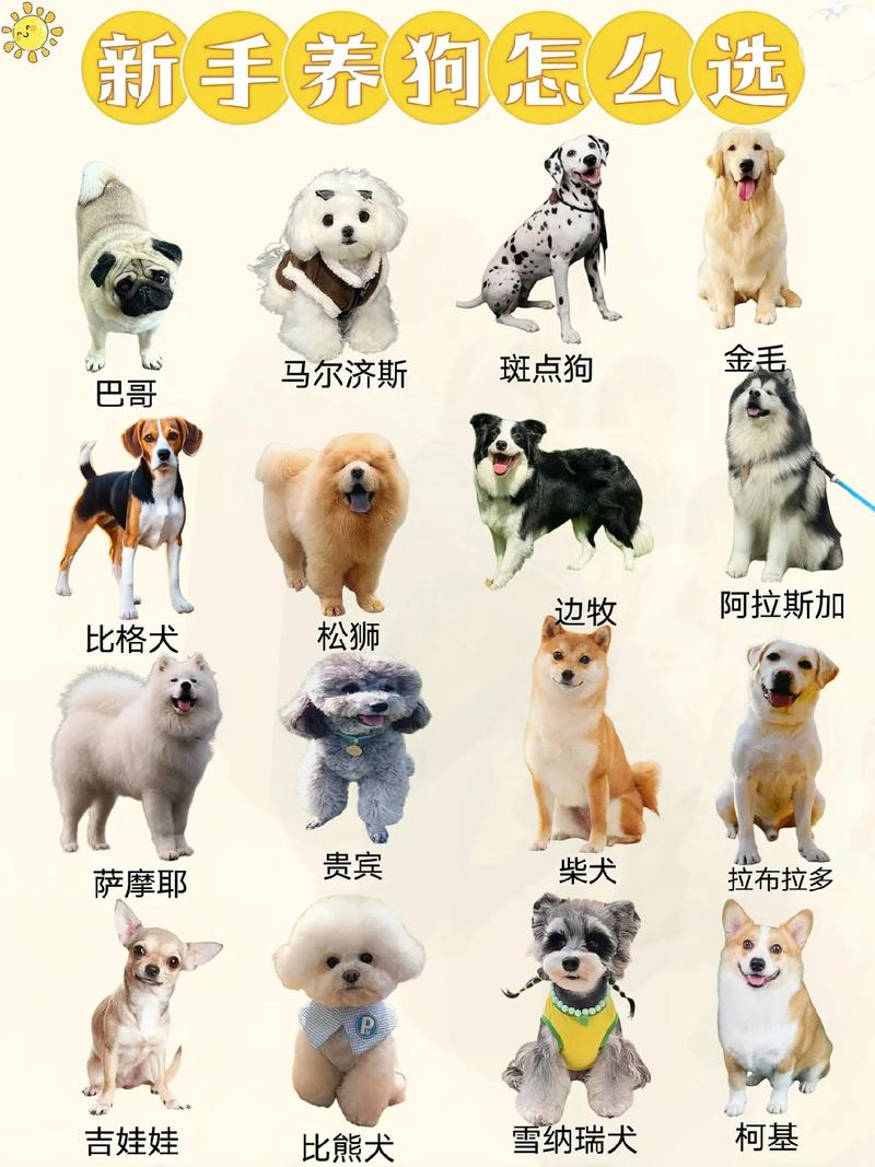 家里适合养什么小狗