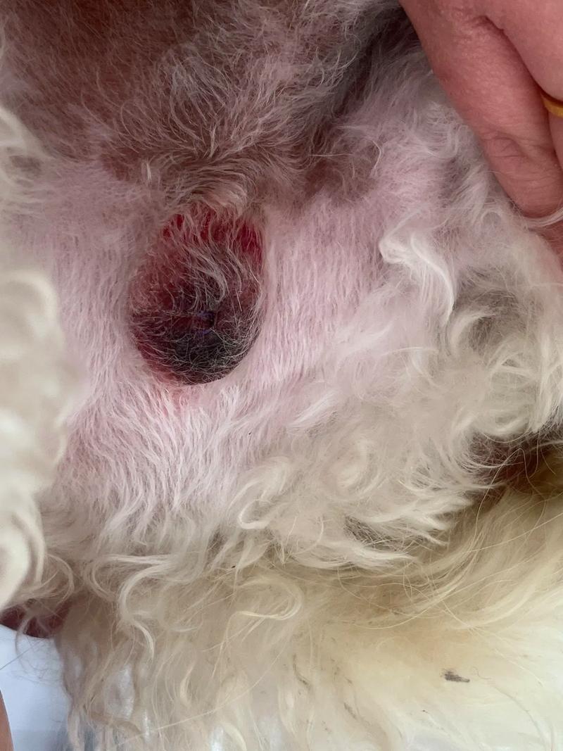 泰迪公狗狗五岁了改不改做绝育