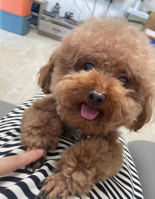 狗狗多大可以做绝育?