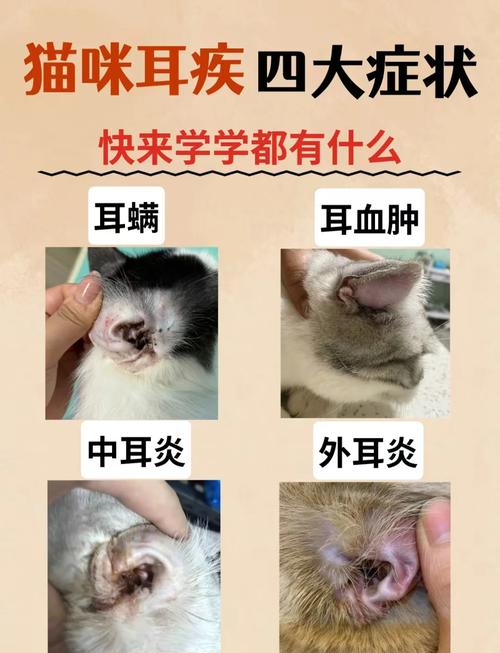 3个月的猫耳朵边缘变黑怎么办?