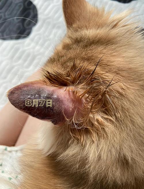 猫耳朵边缘发黑