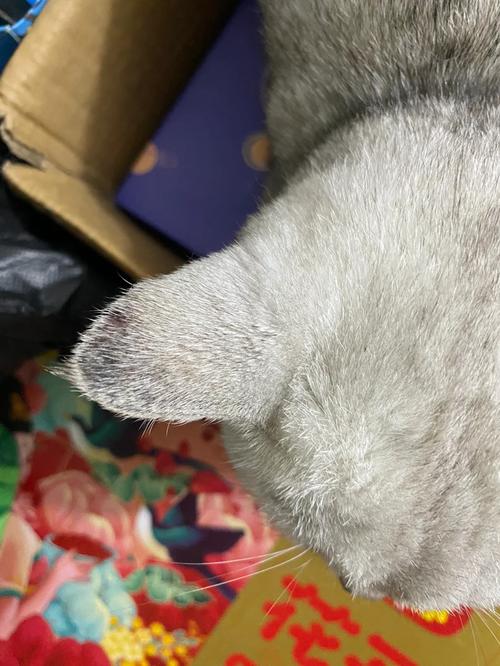 当猫咪剧烈瘙痒,则可能有哪些疾病?来说说