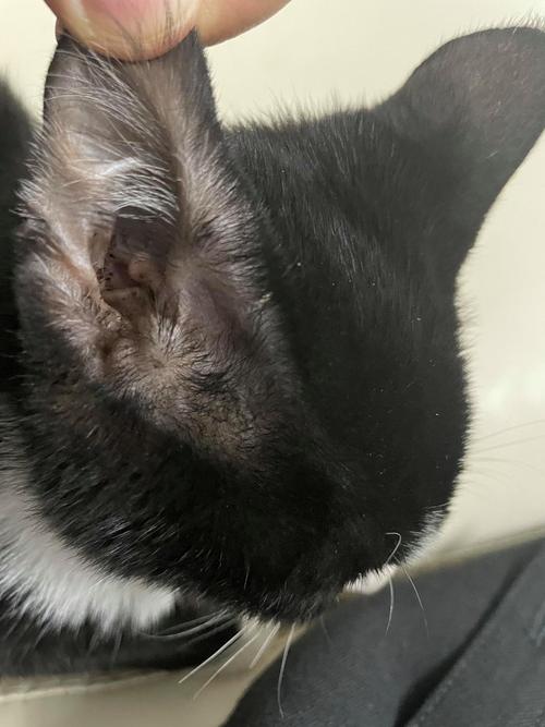 猫耳朵一圈边缘发黑