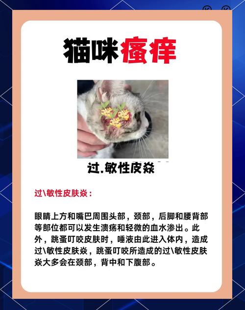 猫耳朵边缘有黑斑擦不掉