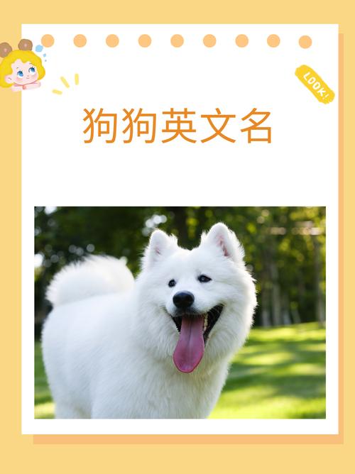 狗狗名字大全洋气点的英文