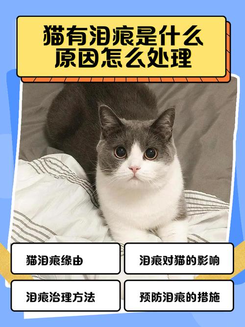 猫咪老有泪痕是怎么回事
