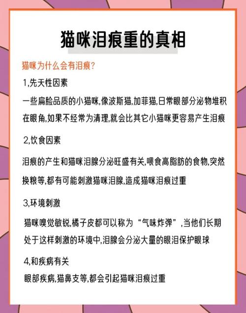 猫泪痕严重是什么原因