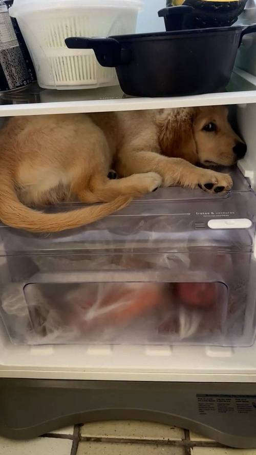 狗能吃冰箱里拿出来的东西吗