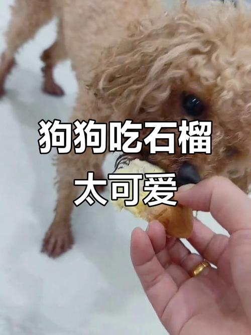 狗吃石榴有没有什么事