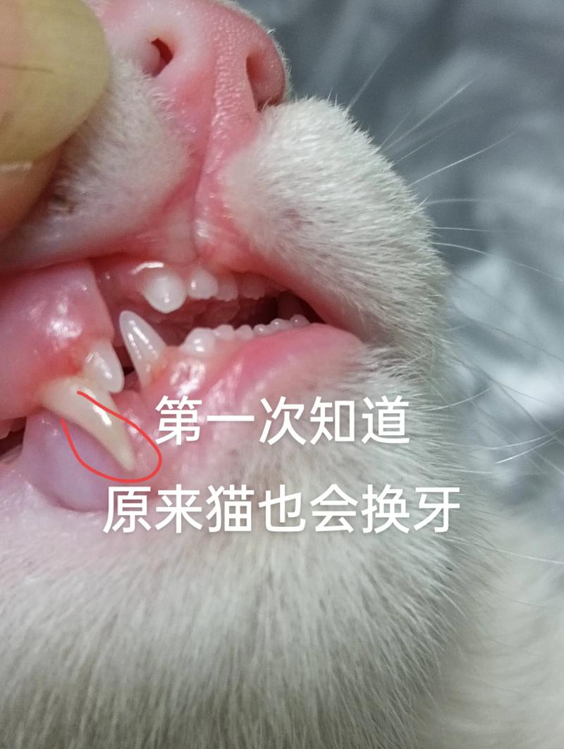 小猫尖牙断了一颗,还会长出来吗?