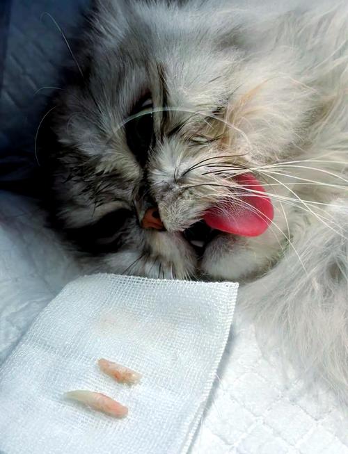 猫的尖牙断了
