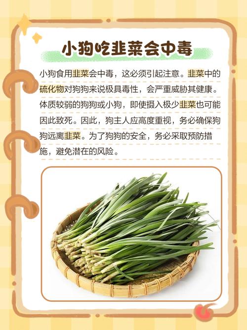 狗狗误食韭菜该怎么处理?