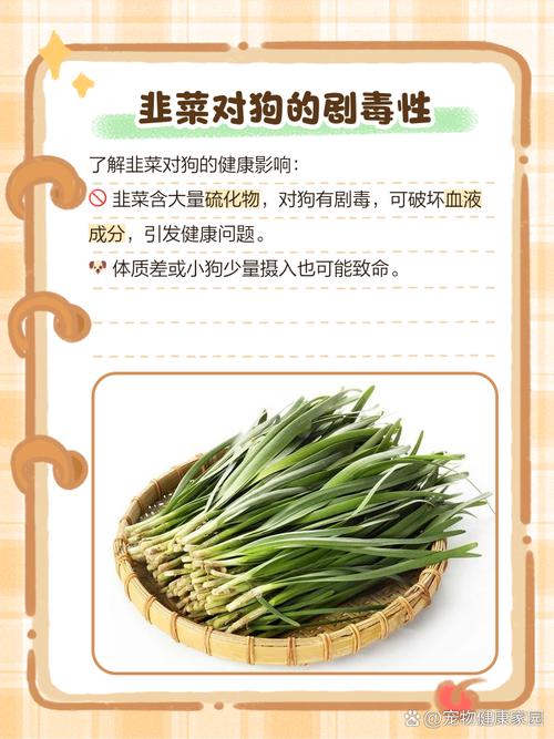 狗狗吃了一点熟韭菜怎么办