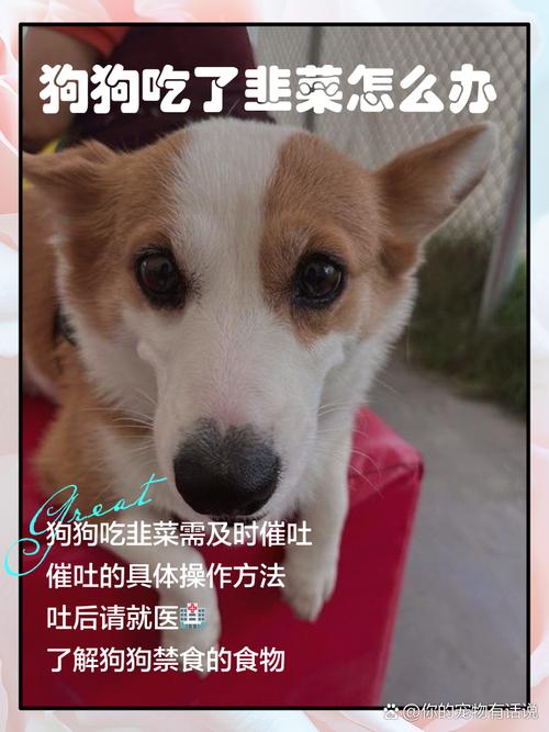 狗狗吃了韭菜怎么办