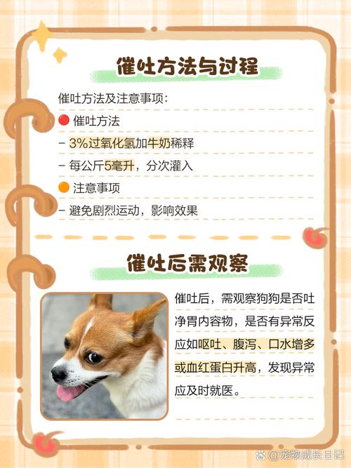 狗狗吃了很多韭菜饺子,怎么办?还没有一岁的那种