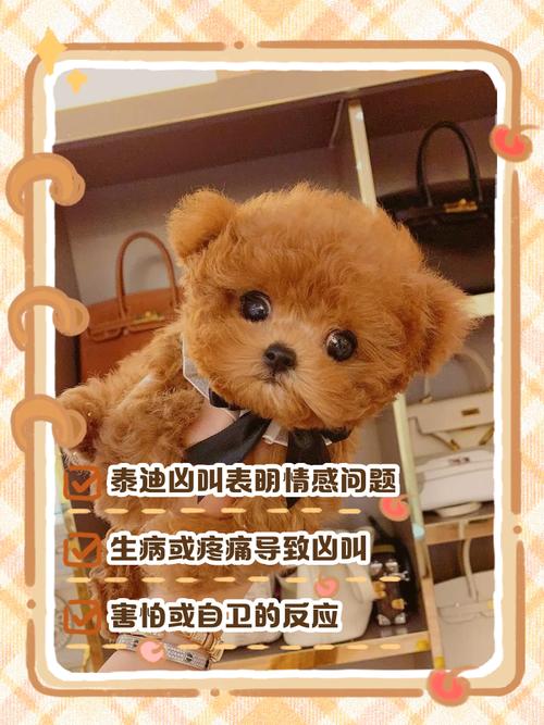 泰迪狗对主人吼叫怎么回事