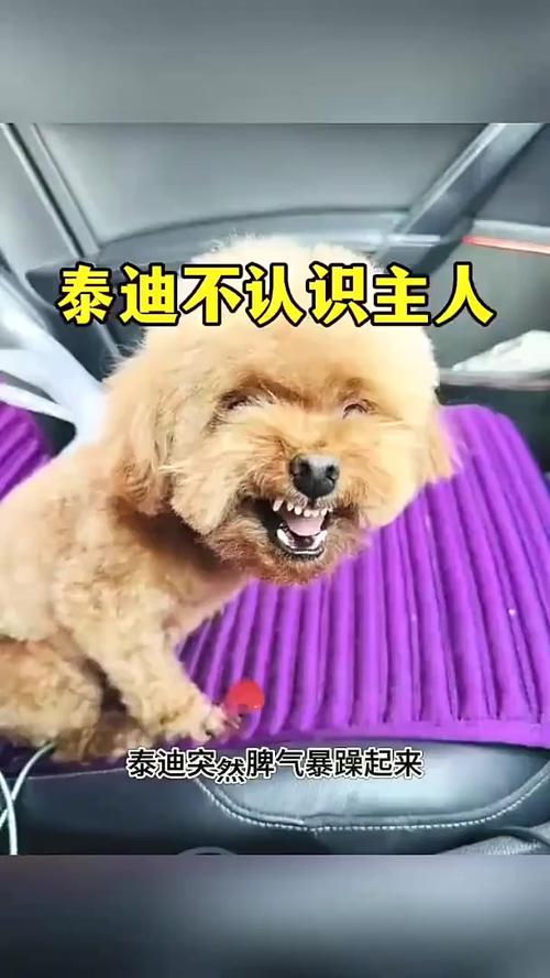 老狗狗为什么哼唧叫