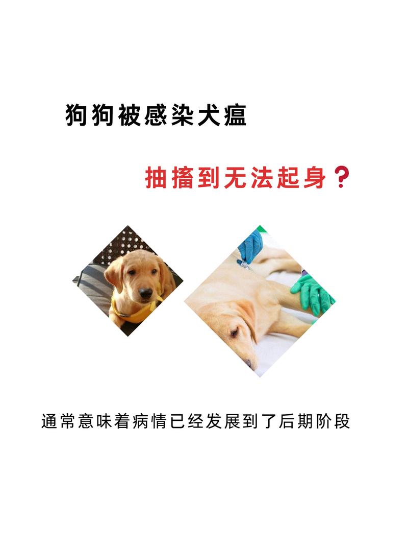 狗瘟虽然传染不了人,但接触了狗瘟病菌后人体中会不会携带这种病菌呢...