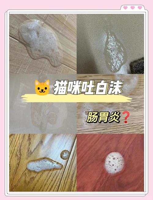 猫咪吐了白沫子怎么办