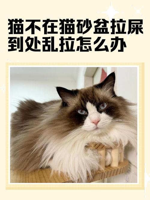 猫会用猫砂但是乱拉屎