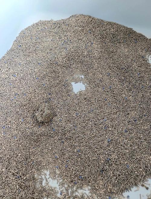 我家猫咪突然在家里乱拉屎,怎么回事?