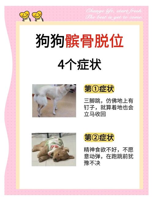 狗狗髌骨脱位多久会瘫痪