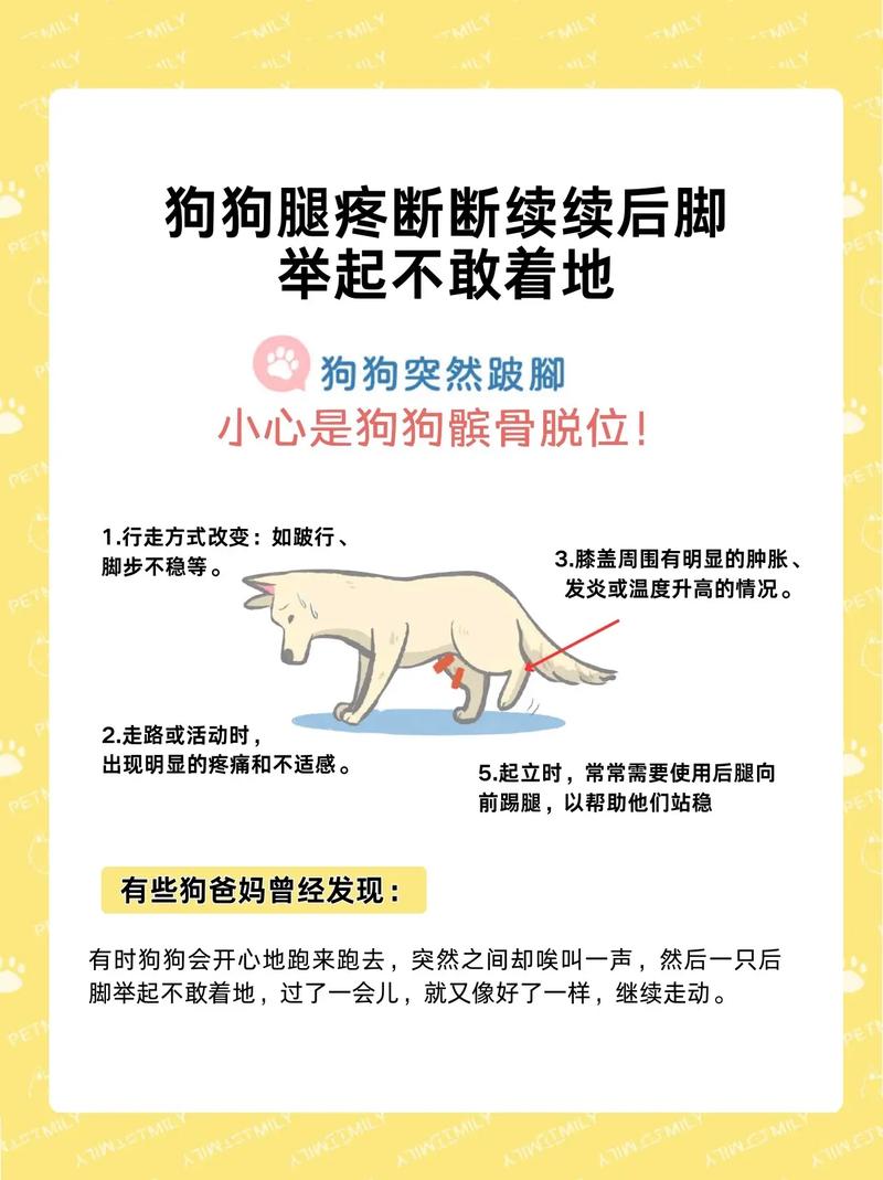 狗狗滑车手术多少钱