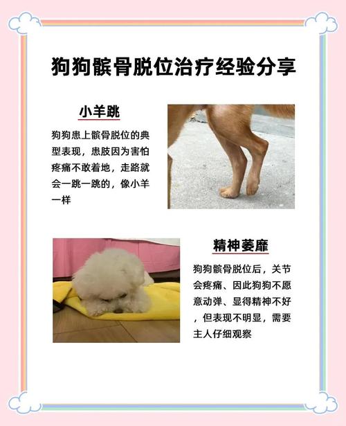 吉娃娃狗狗多少钱一只?